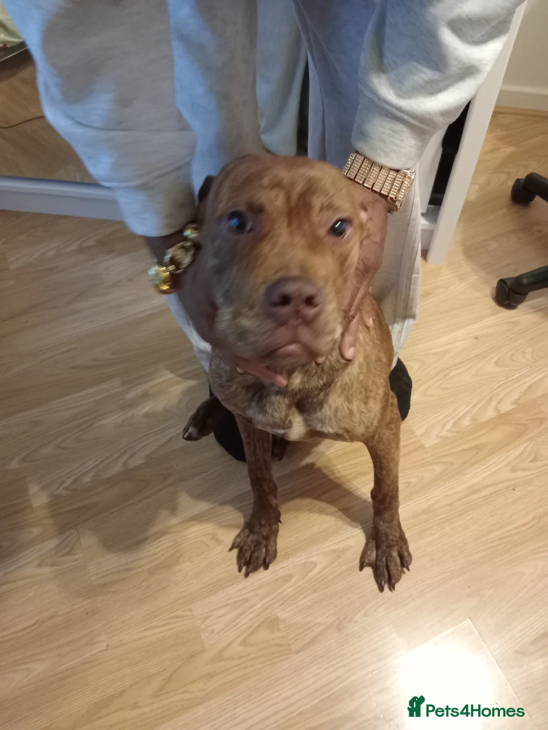 Dogue De Bordeaux dogs for sale: Our lovely happy puppy [full breed] - Advert 1