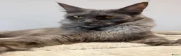 Maine Coon cats for sale: Stunning Maine Coon Kittens Shaded Lines - Advert 1