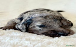 Cockapoo dogs for sale: F1b Miniature Cockapoo Pups Fully Health Tested - Advert 25