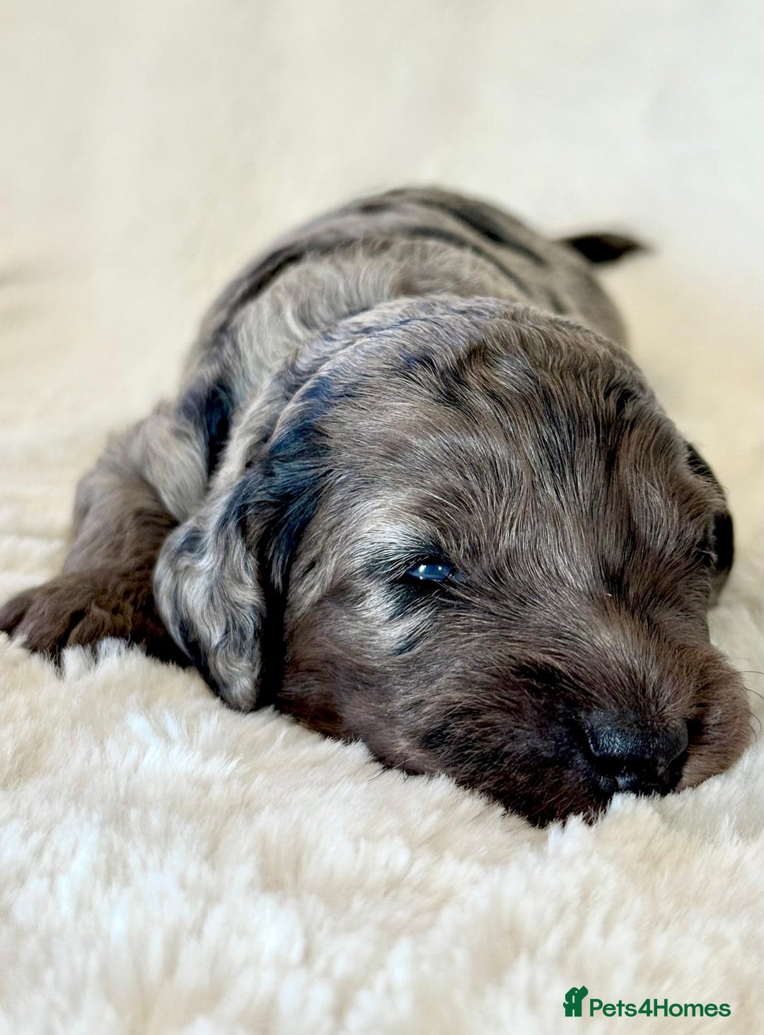 Cockapoo dogs for sale: F1b Miniature Cockapoo Pups Fully Health Tested - Advert 25