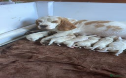 Beagle dogs for sale: Beautiful beagle boys kc reg ready 19 sept  - Image 7