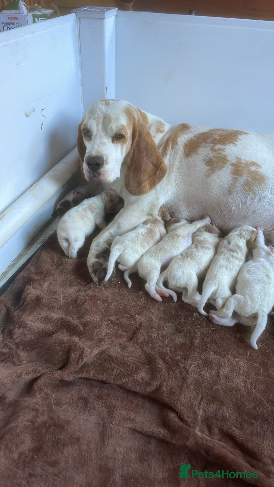 Beagle dogs for sale: Beautiful beagle boys kc reg ready 19 sept  - Image 7