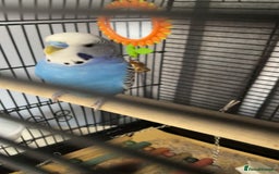 Budgerigars birds for sale: Beautiful blue budgie  - Image 2