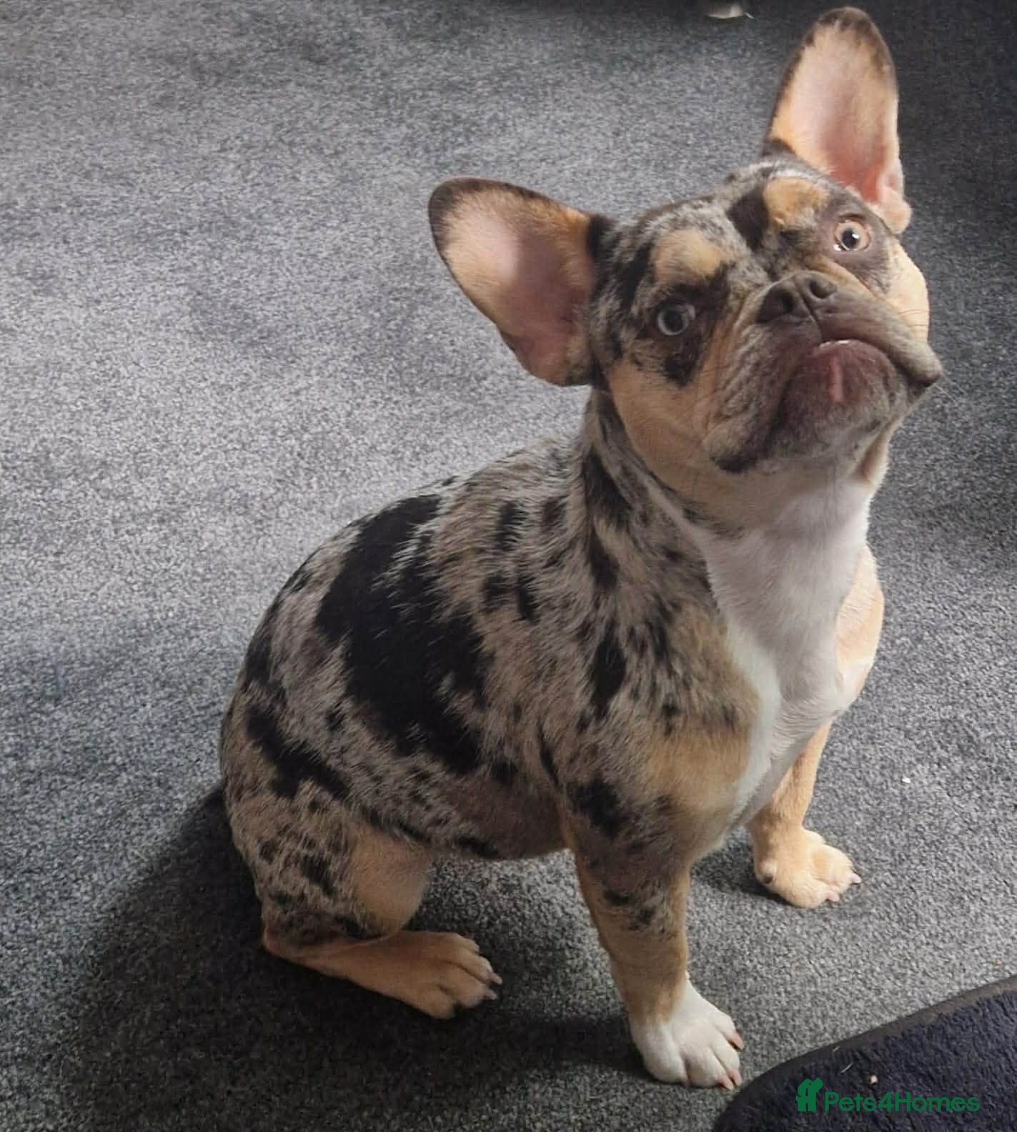 French Bulldog dogs French bulldog female  - Advert 1