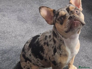 French Bulldog dogs French bulldog female - Advert 1