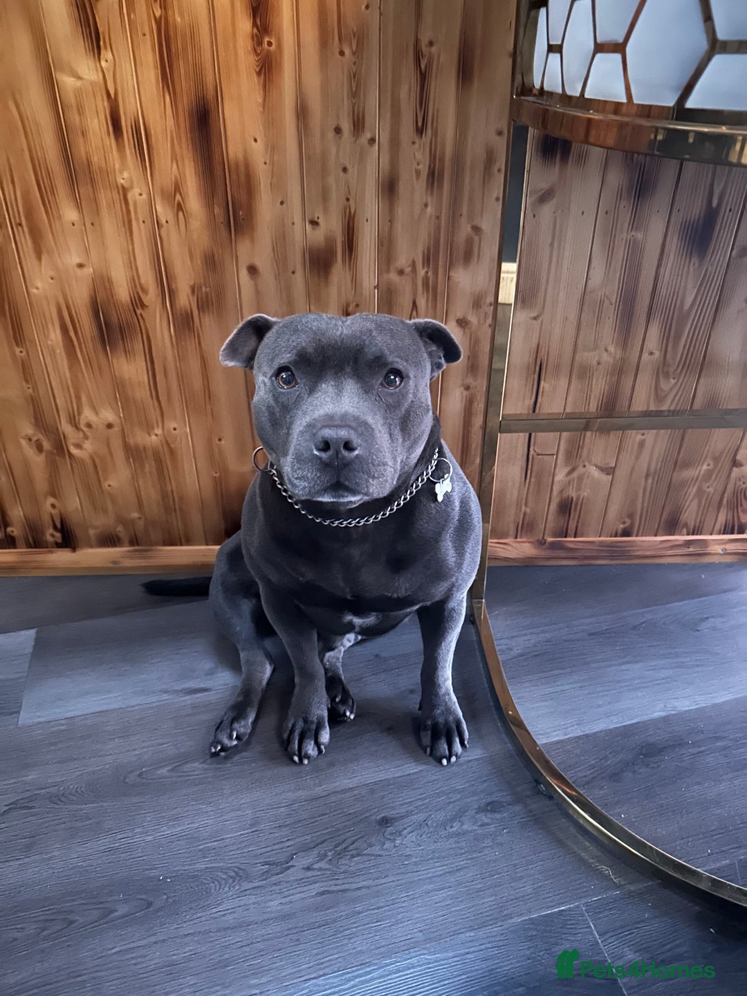 Staffordshire Bull Terrier dogs for stud: Male Blue staffy for proving  - Image 2
