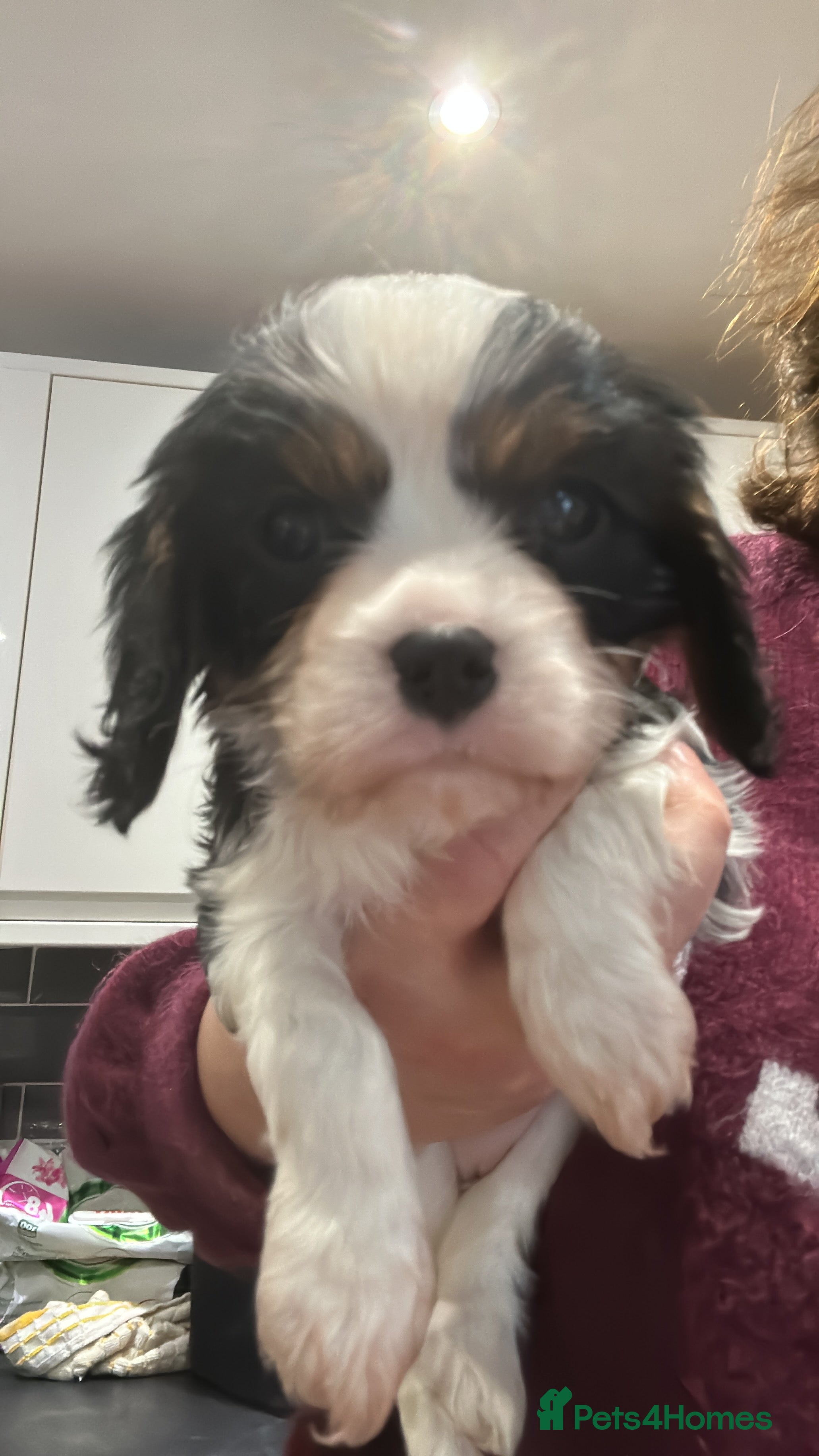 Cavalier King Charles Spaniel dogs Tricolour girl health tested  - Advert 4