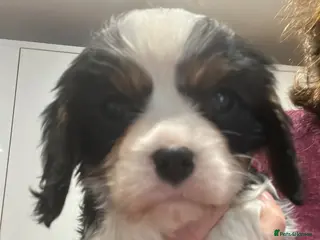 Cavalier King Charles Spaniel dogs Tricolour girl health tested - Advert 4