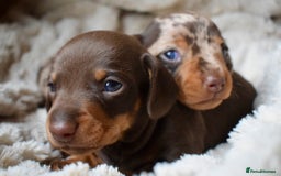 Miniature Dachshund dogs for sale: miniature dachshund puppies ready to reserve 🤍 - Image 7