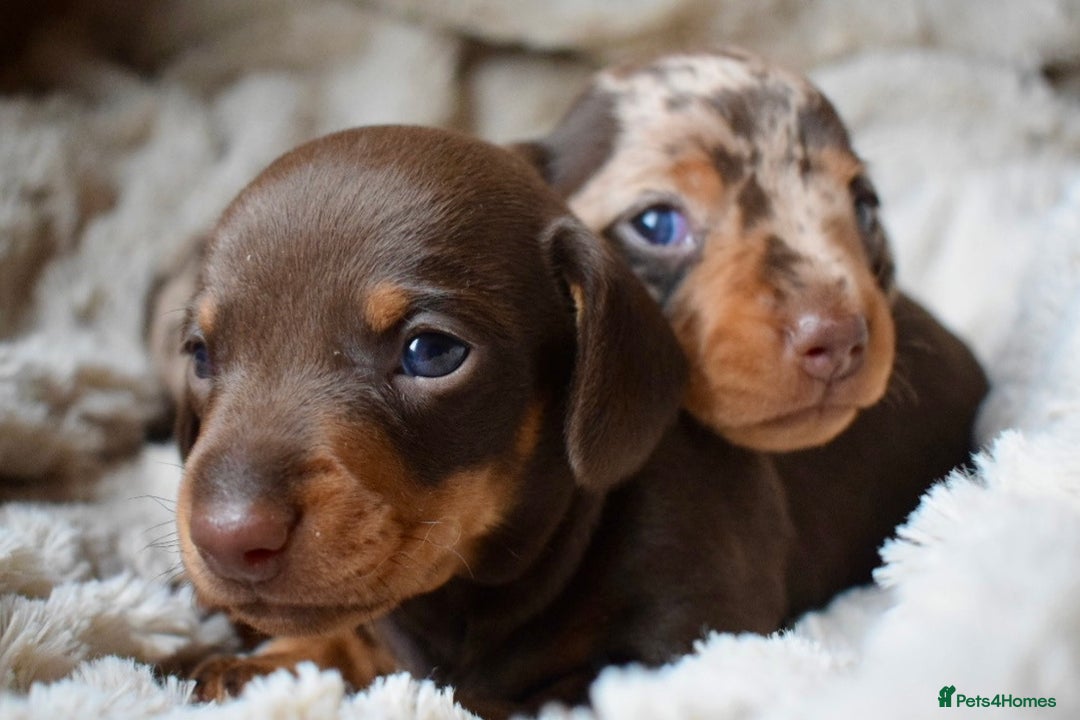 Miniature Dachshund dogs for sale: miniature dachshund puppies ready to reserve 🤍 - Image 7