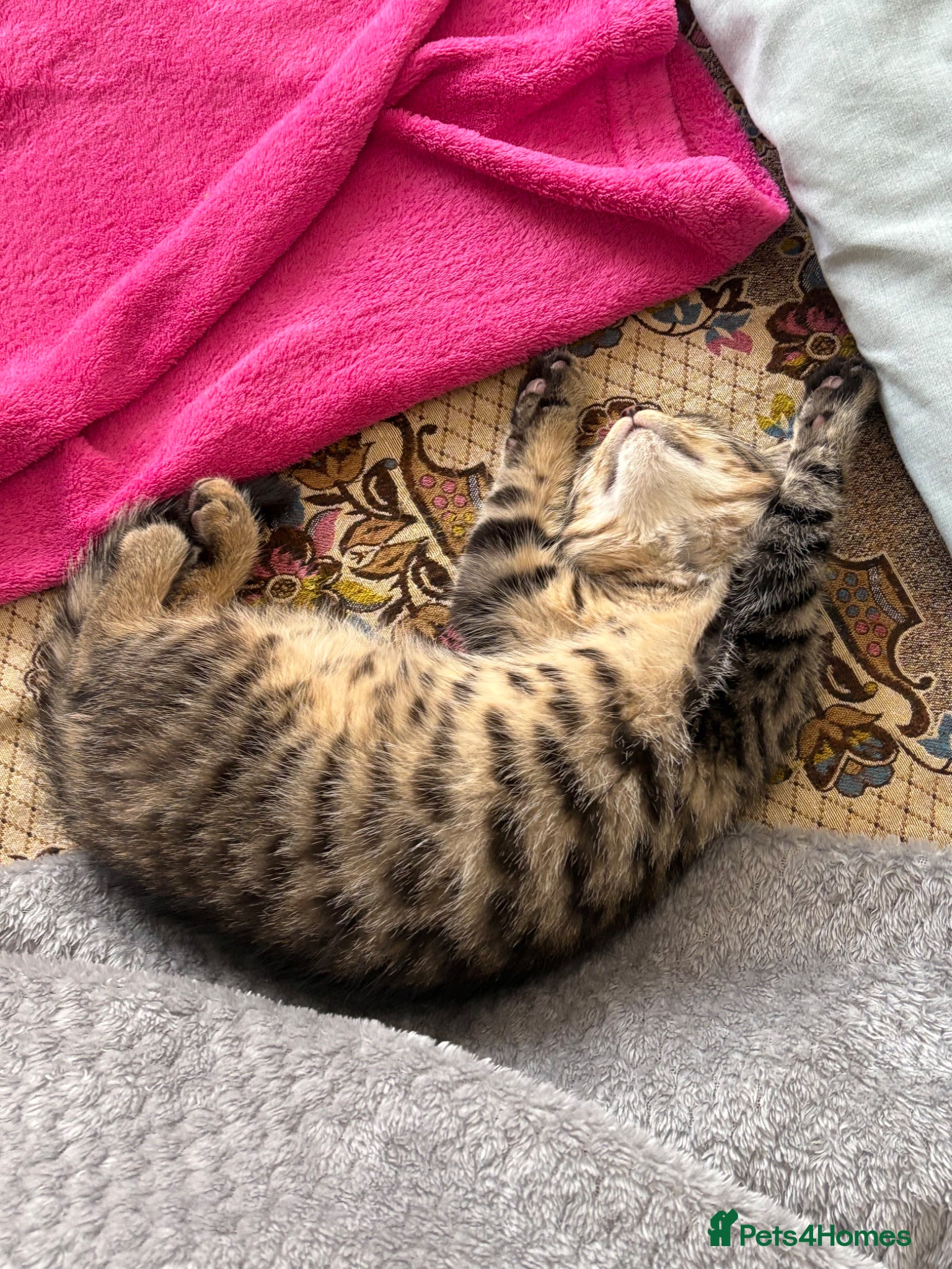 British Shorthair cats for sale: British tabby kitten for sale (Shanti) - Advert 5