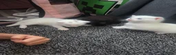 Mixed Breed cats for sale: Female white kittens - Advert 3