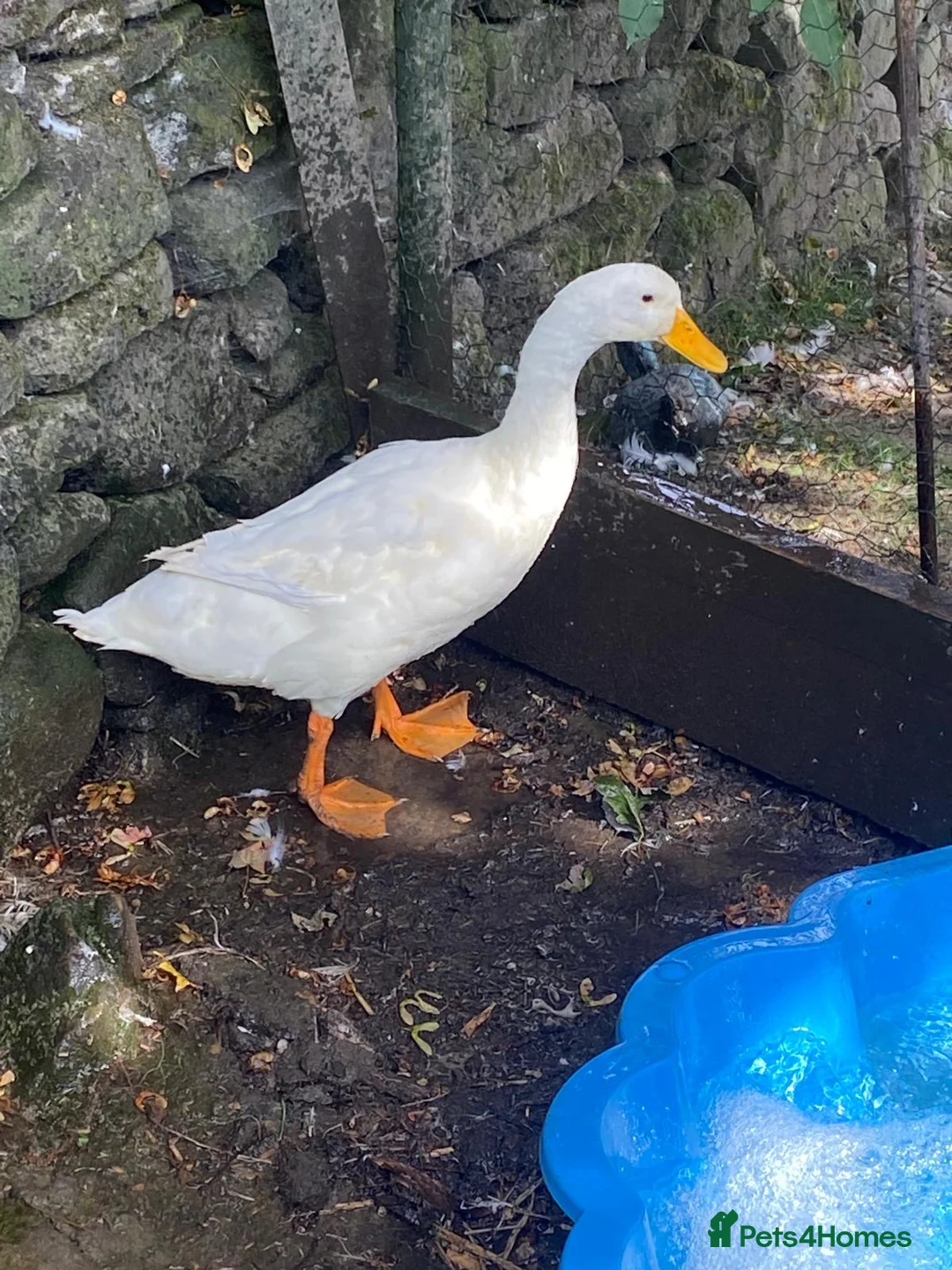 Ducks poultry for sale: Daddy Long lad  - Advert 3