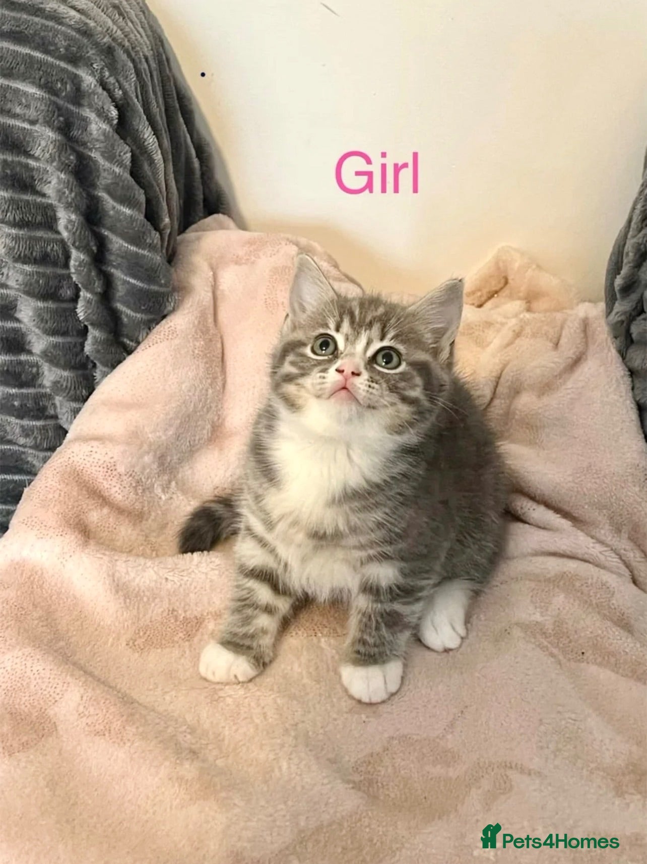 British Shorthair cats British shorthair x Ragdoll blue point kitten 🩷 - Advert 4