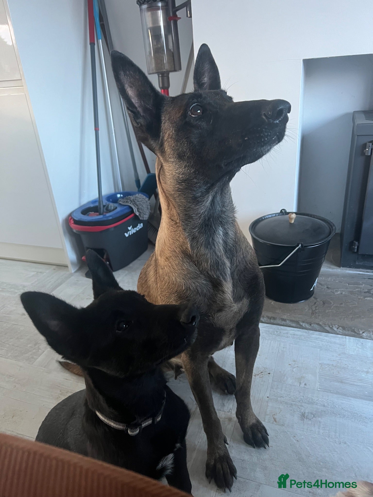 Belgian Shepherd Dog dogs Malinois  - Advert 18