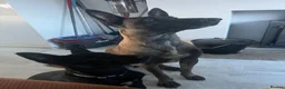 Belgian Shepherd Dog dogs for sale: Malinois  - Advert 1