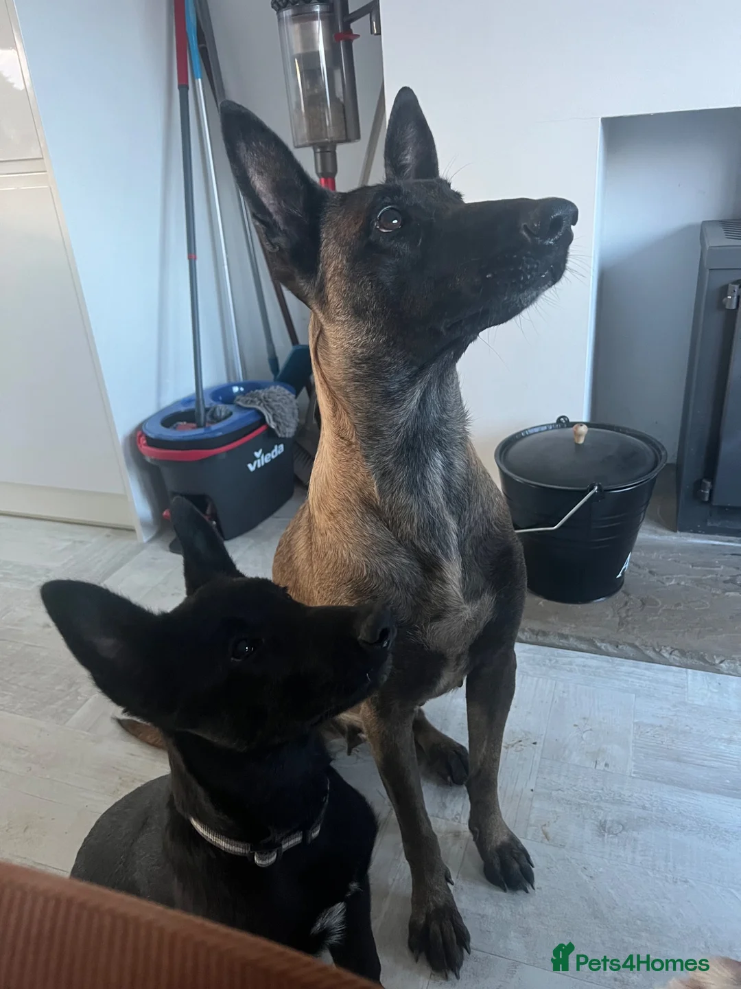 Belgian Shepherd Dog dogs for sale: Malinois  - Advert 1