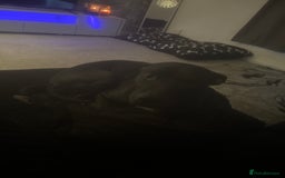 Mixed Breed dogs for sale: Re homing my lovely dog  - Image 2