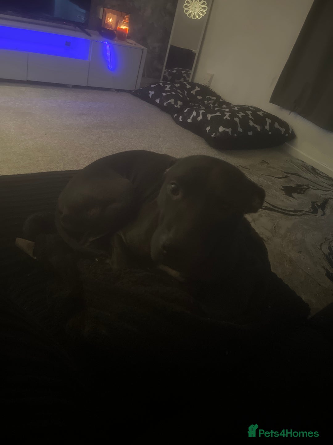 Mixed Breed dogs for sale: Re homing my lovely dog  - Image 2