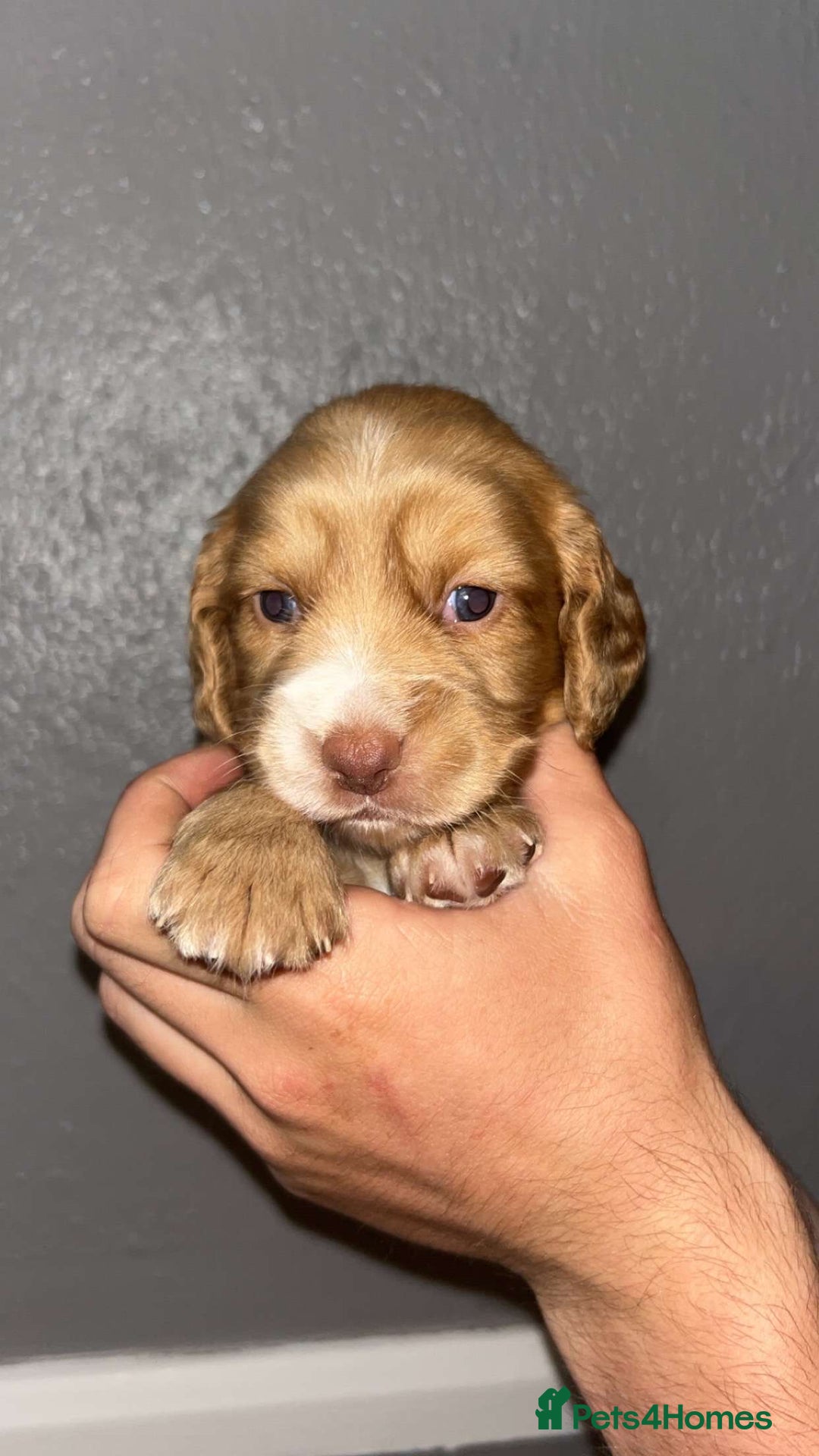 Cocker Spaniel dogs for sale: Working Cocker spaniel  - Image 3