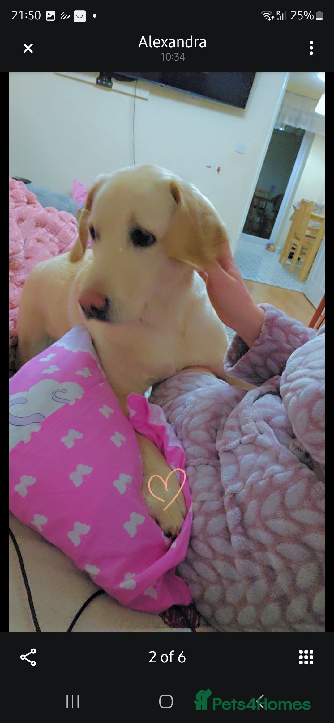 Labrador Retriever dogs for sale: Labrador  - Image 6