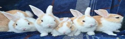 Mini Lop rabbits for sale: Mixed litter of lop x Dutch bunnies for sale - Advert 9
