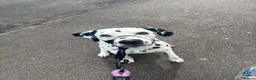 Dalmatian dogs for sale: 🐾 Stunning KC Pedigree Dalmatian Puppies 🐾 - Advert 1