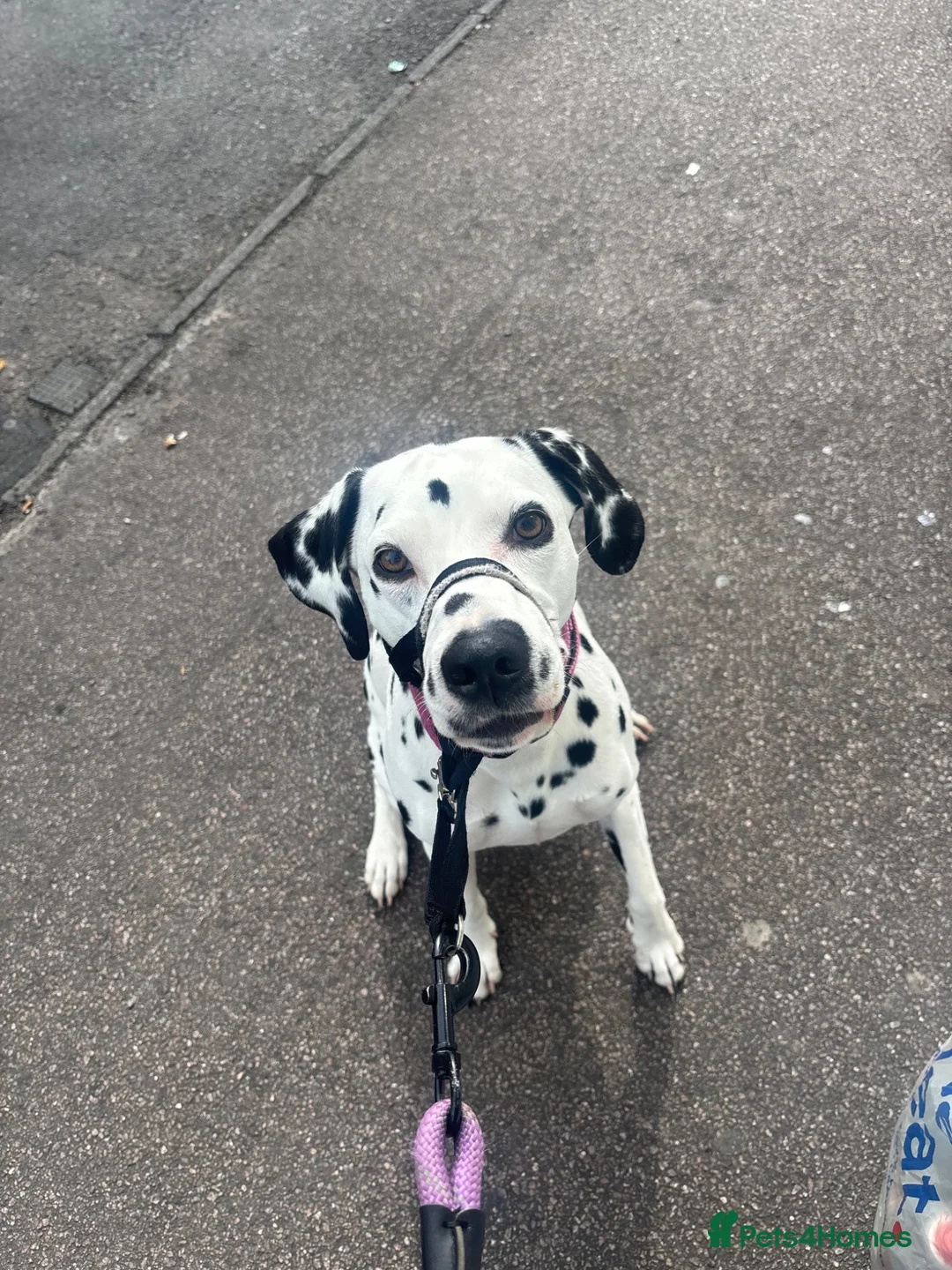 Dalmatian dogs for sale: 🐾 Stunning KC Pedigree Dalmatian Puppies 🐾 - Advert 1
