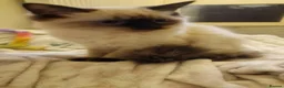 Ragdoll cats for sale: Only 2 beautiful seal point ragdoll kittens left - Advert 8