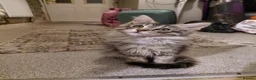 Maine Coon cats for sale: Maine coon - Advert 5