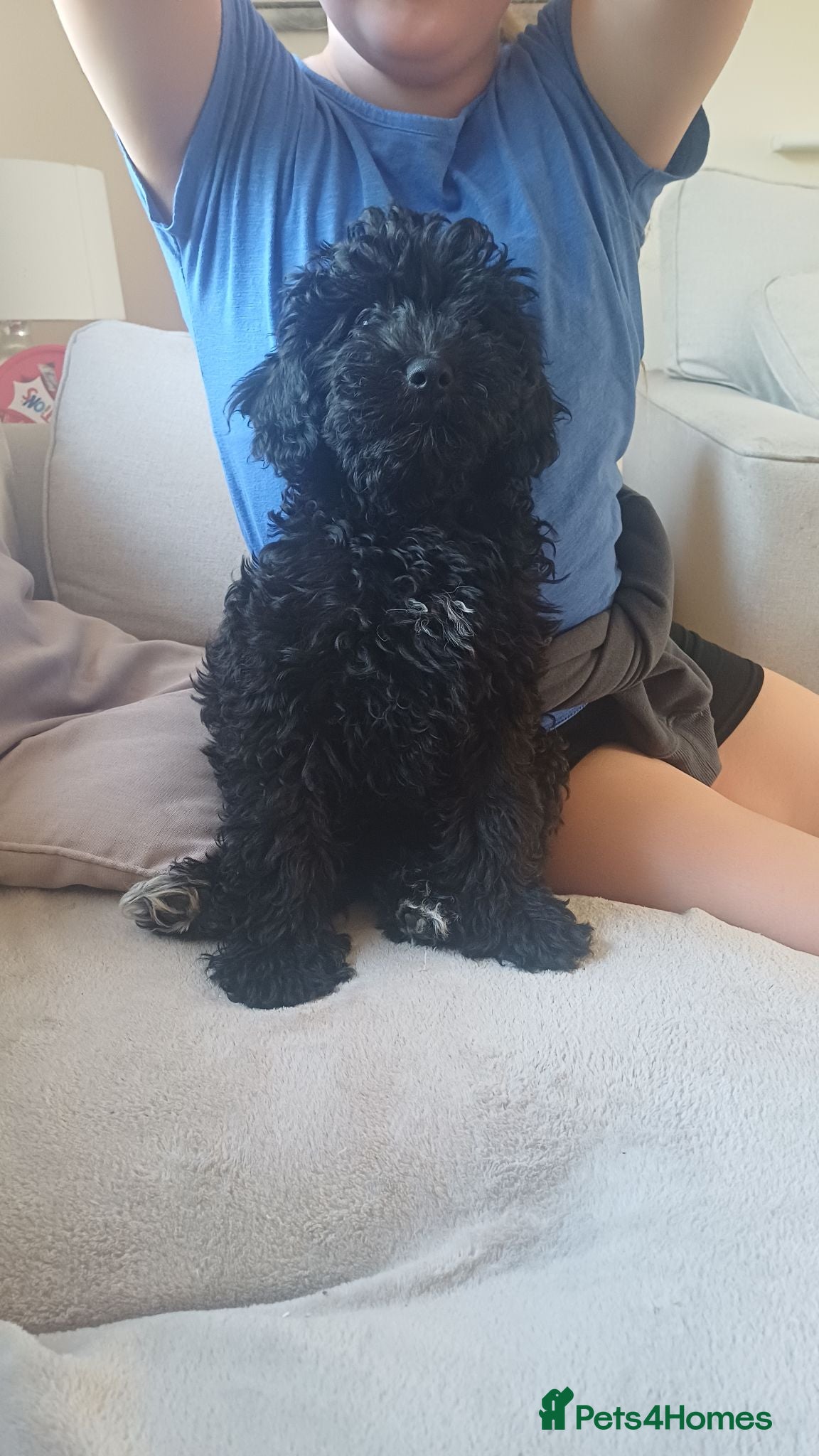 Cavapoo dogs Gorgeous cavapoo - reduced price 1 left - Advert 1