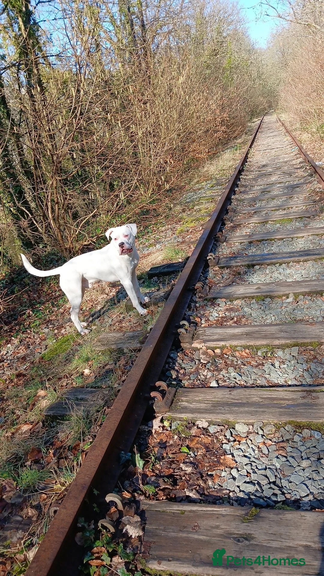Mixed Breed dogs for stud: American bulldog x cane corso stud  in Caernarfon - Advert 2