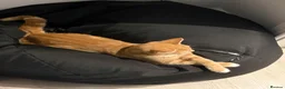 Domestic Shorthair cats for sale: 2 cream boys with all belongings  - Advert 10
