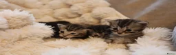 Mixed Breed cats for sale: Adorable mixed kittens for sale - Advert 19