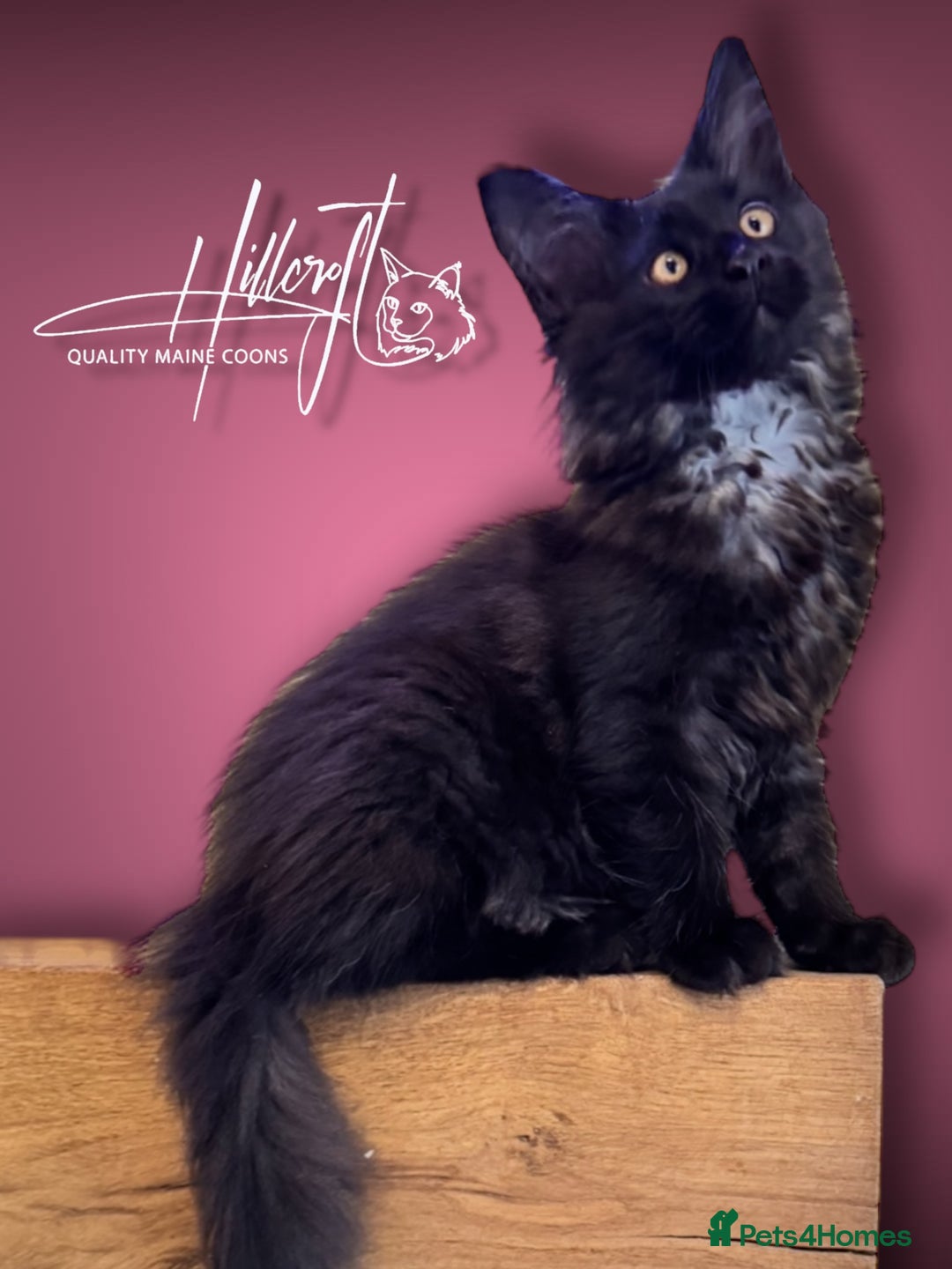Maine Coon cats for sale: LAST ONE ! XL RUSSIAN MAINE COON KITTENS  in Pontypridd - Image 1