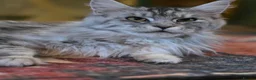 Maine Coon cats for sale: Beautiful high smoked blue & black smoked kittens  - Advert 5