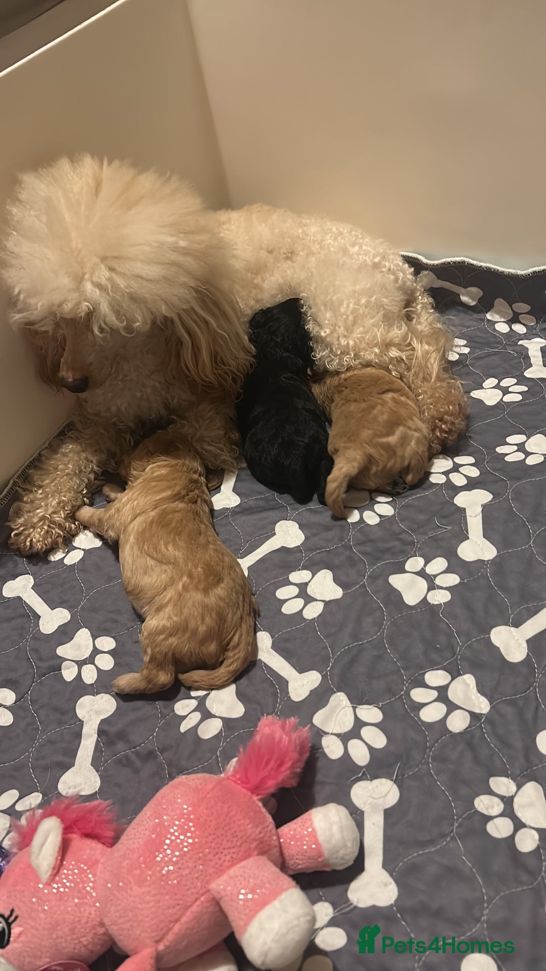 Toy Poodle dogs for sale: KC toy poodles by health tested parents  - Advert 4