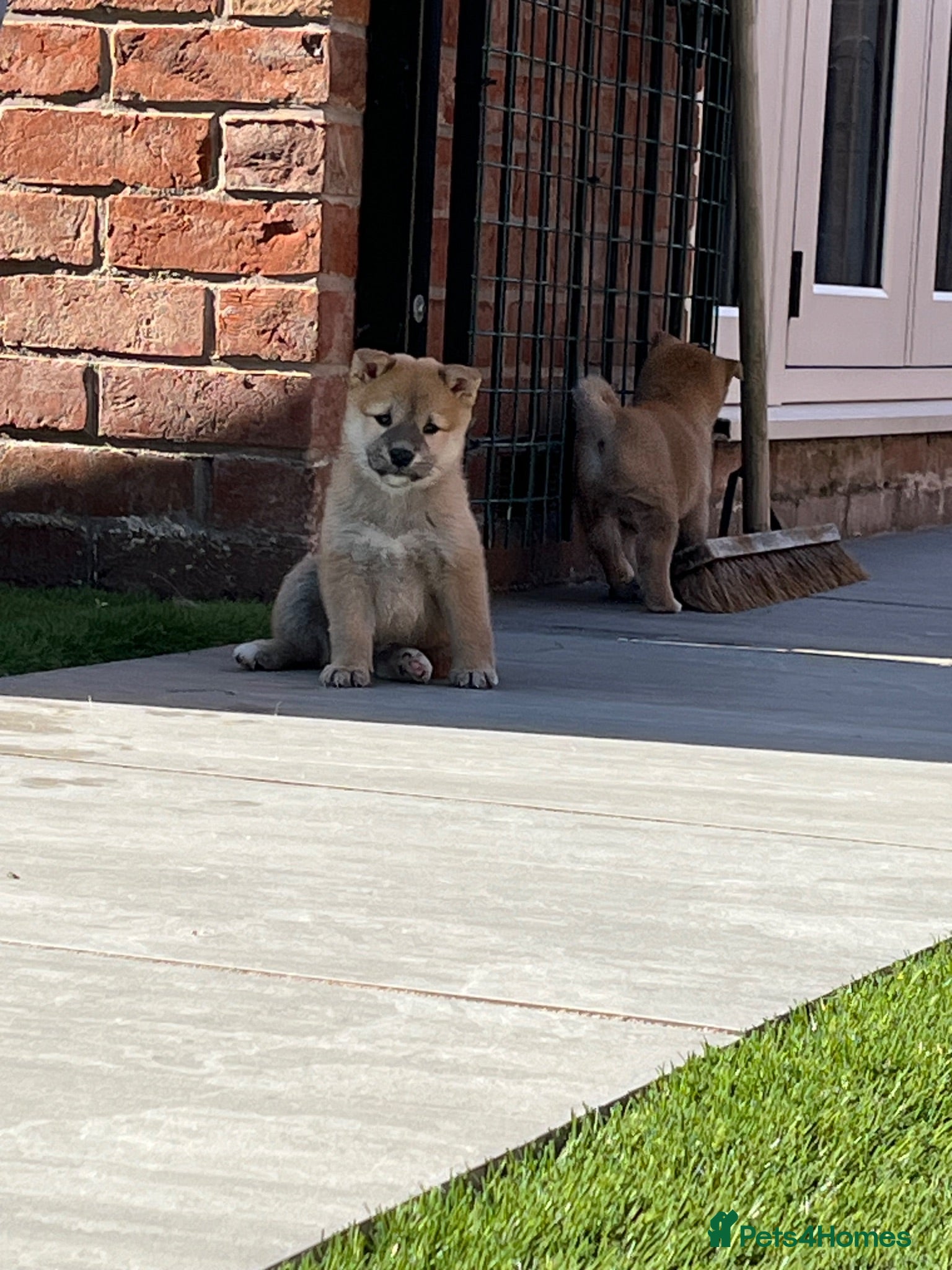 Japanese Shiba Inu dogs Beautiful Japanese shiba pups ready to leave - Advert 1