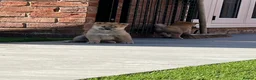 Japanese Shiba Inu dogs for sale: Beautiful Japanese shiba pups.  - Advert 6