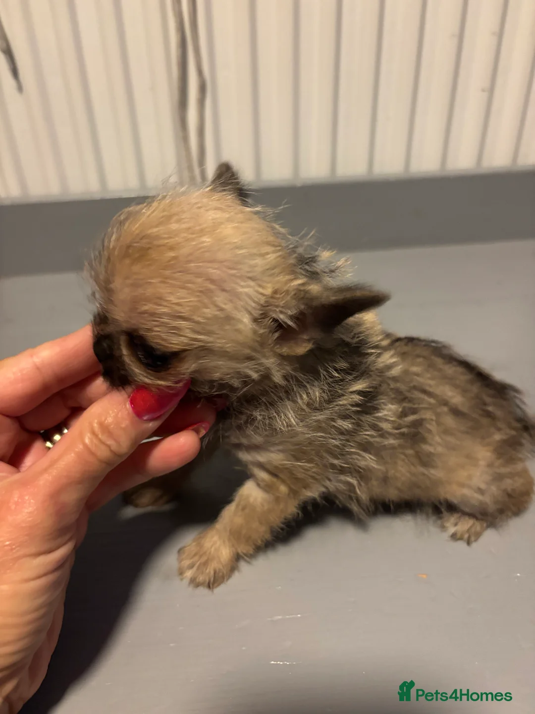 Chihuahua dogs for sale:  **  Chihuahua in Halstead - Advert 4