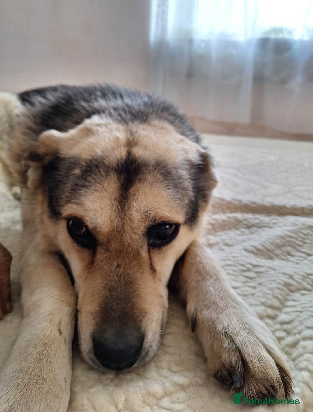 Mixed Breed dogs for adoption: 🐶Really… does nobody want to give me a chance? 💔 - Advert 22