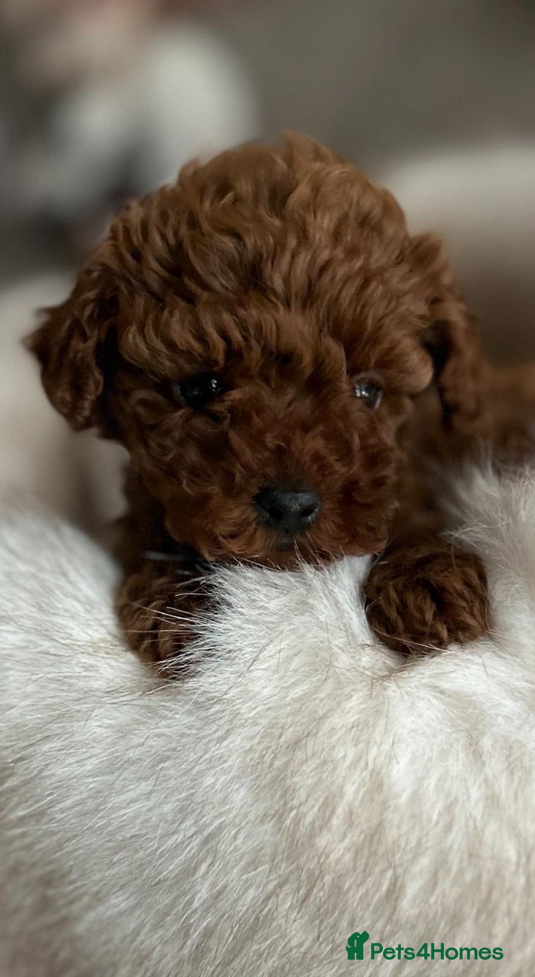 Toy Poodle dogs for sale: Asian toy poodle girls  - Advert 7