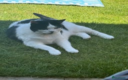 British Shorthair cats for sale: Female cat looking for a new home FREE - Image 1