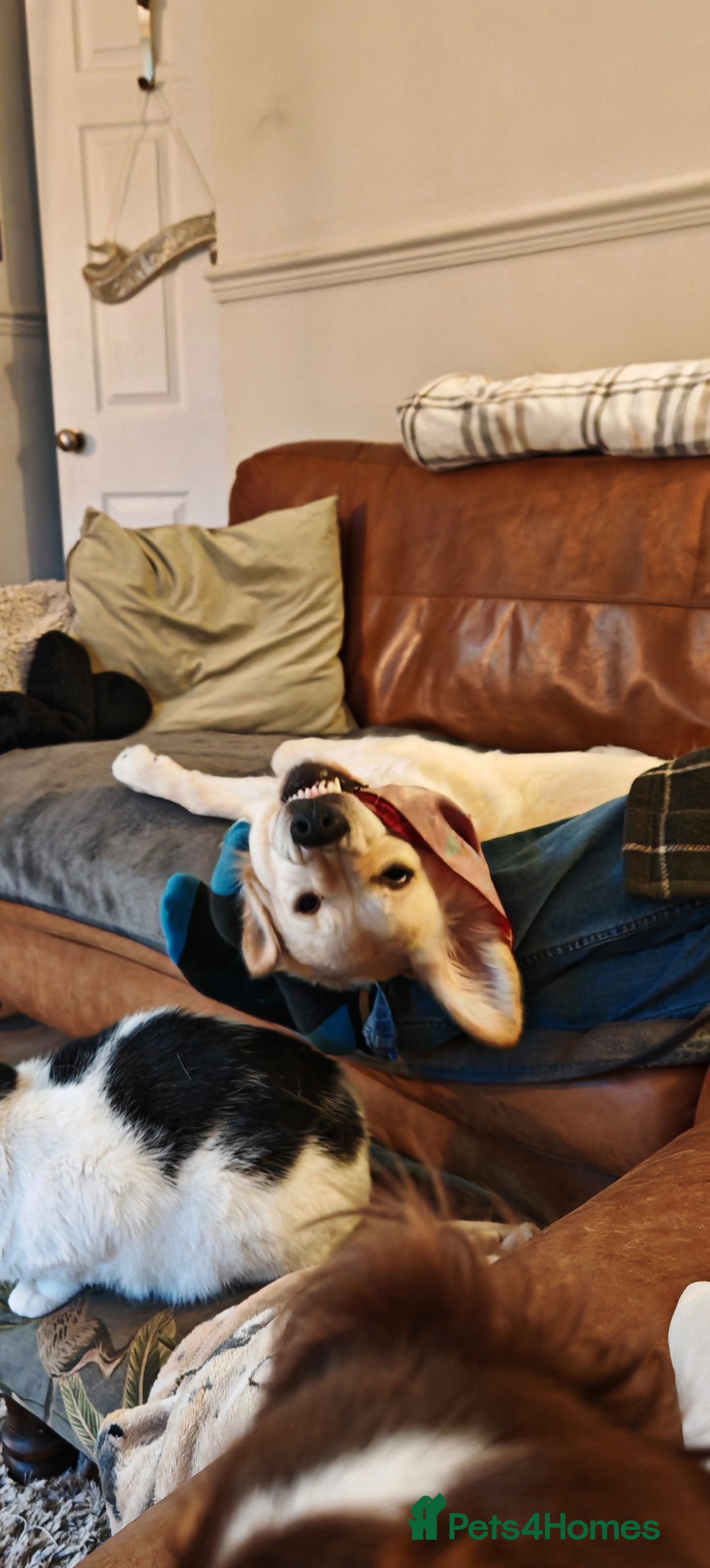 Golden Retriever dogs for sale: Golden retriever  - Advert 5