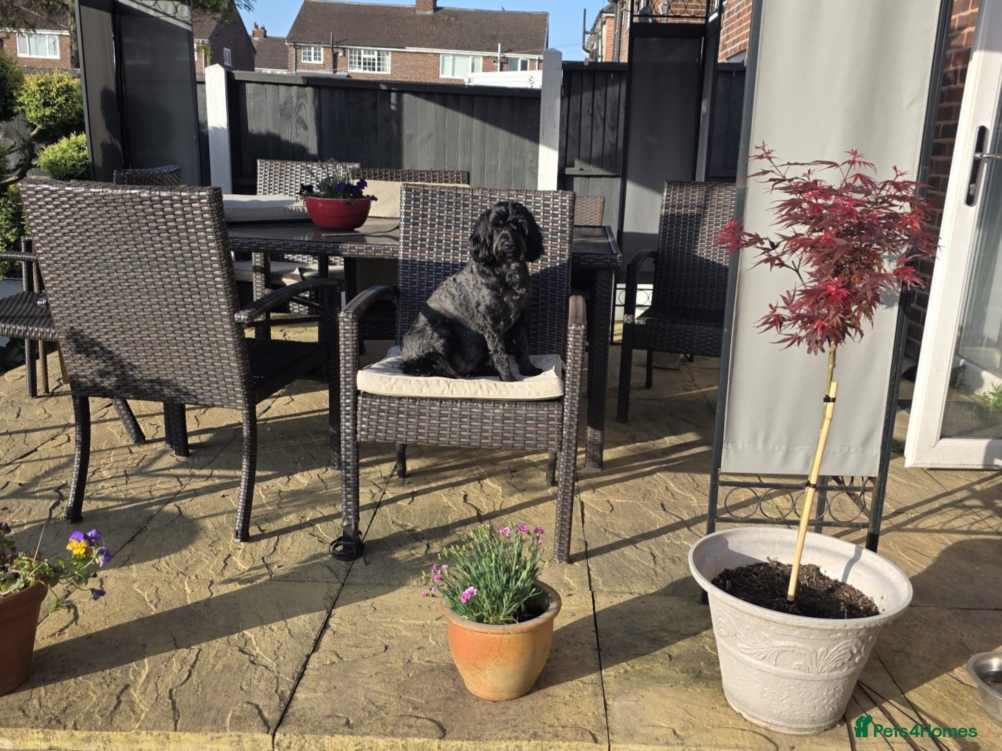 Cockapoo dogs Loving 5 Yr old cockapoo female  - Advert 1