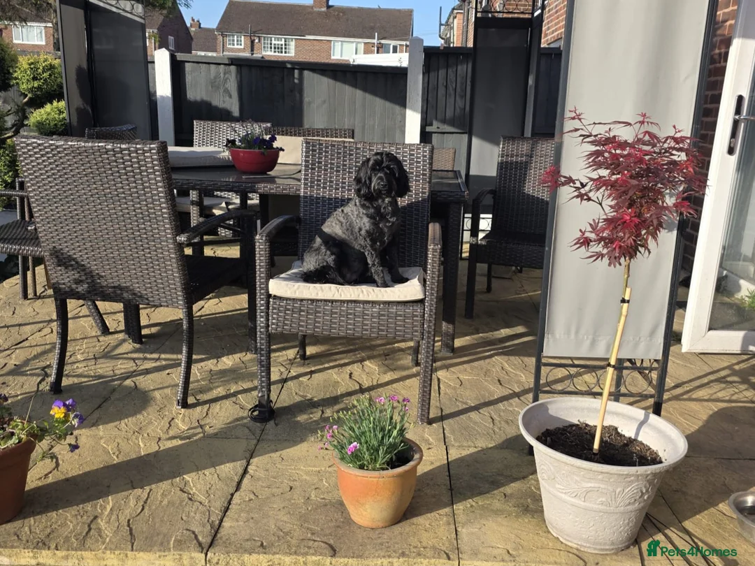 Cockapoo dogs for sale: Loving 5 Yr old cockapoo female  - Advert 1