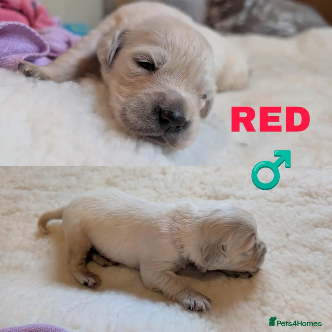 Golden Retriever dogs for sale: Stunning Cream Golden Retriever Puppies - Advert 7