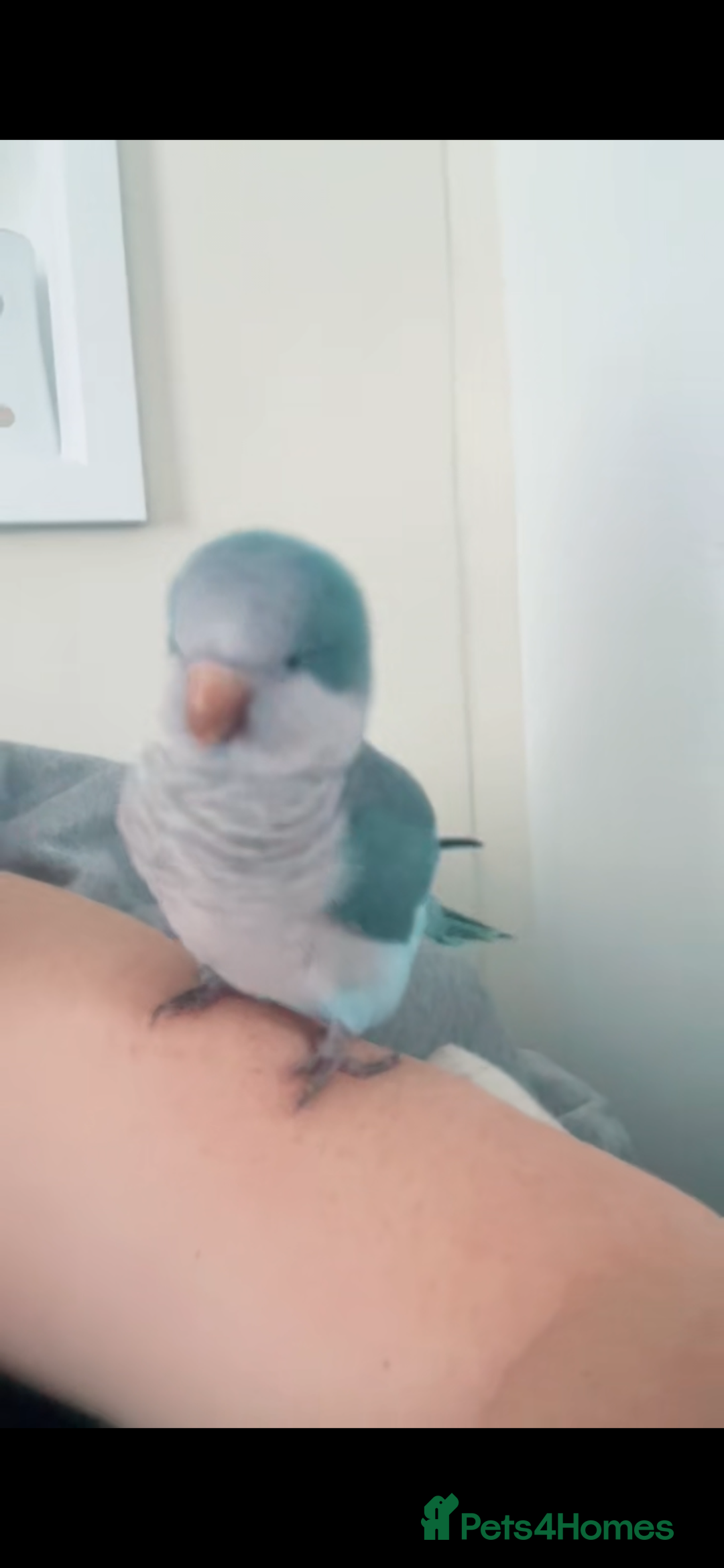 Conures birds for sale: Quaker parrot  - Image 1