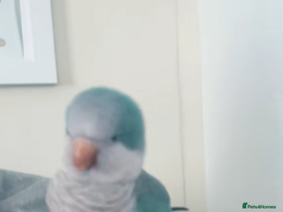 Conures birds - Advert 2