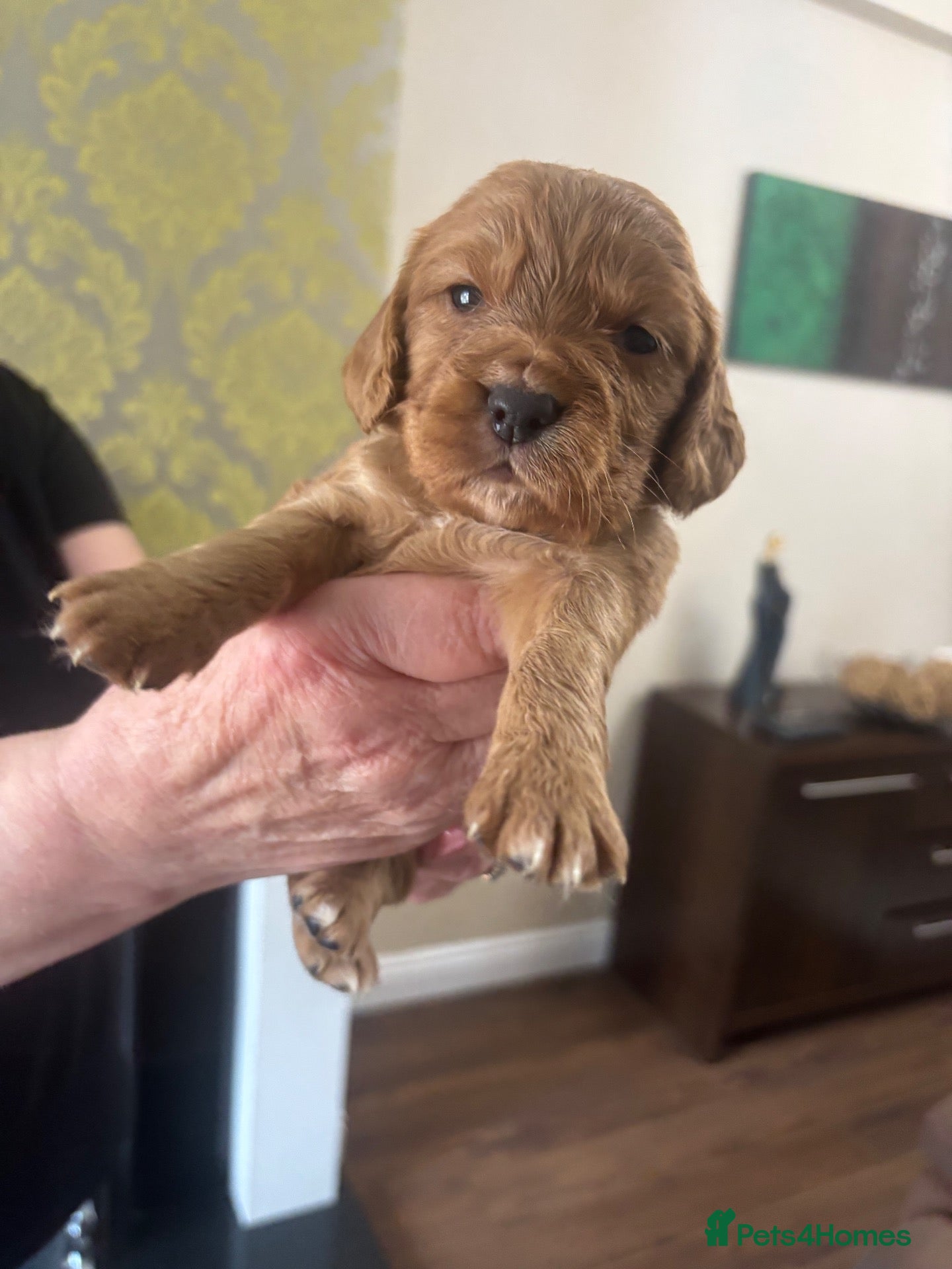 Cocker Spaniel dogs Stunning Fox Red Cocker Spaniel puppies 🐶  - Advert 13